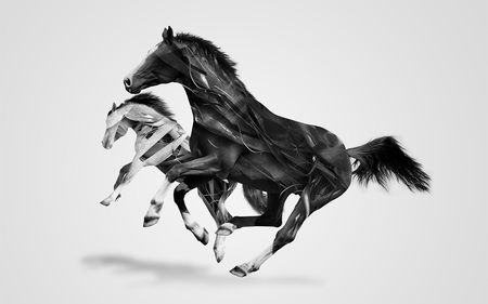 horses - horses, black and white, art, abstract