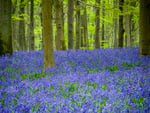 bluebells