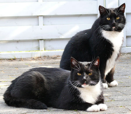 black brothers - twins, brothers, cat, pets, black