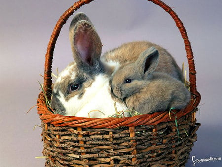 bunnies in the basket - pets, bunnies, basket, animals