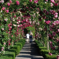 rose garden