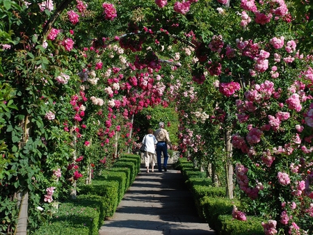 rose garden - roses, arches, beautiful, garden, pink