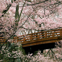 cherry blossom