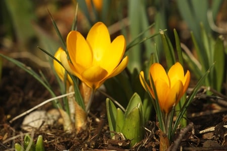 crocuses - yellow, crocuses, beautiful, garden, spring