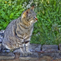 The Cat