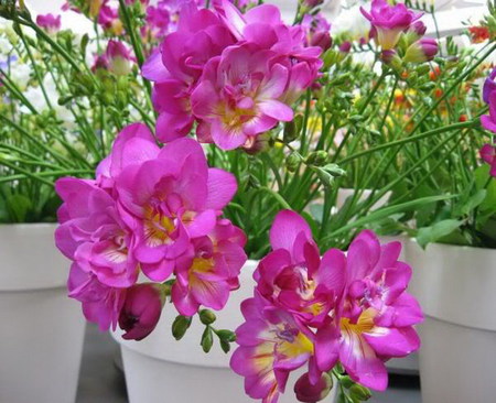 freesia