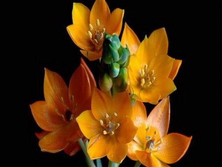 orange - star, flower, orange, beautiful