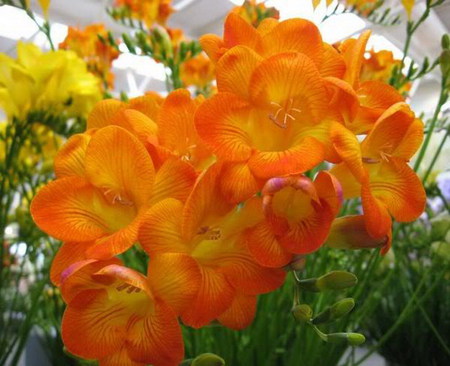 freesia - pot, freesia, flower, orange