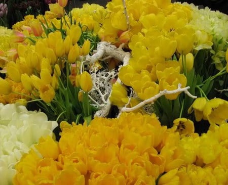 tulips - tulips, yellow, flower, spring