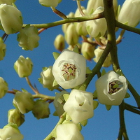 white blossom