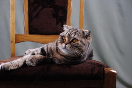 Sitting Pretty II - amber eyes, scottish fold, cat, feline, chair