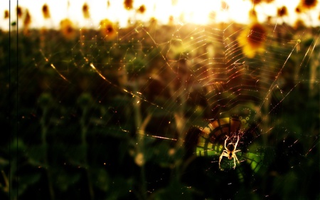 Spider - animals, arachnida, beautiful, flowers, araneae, home, spider, sunflowers, nature