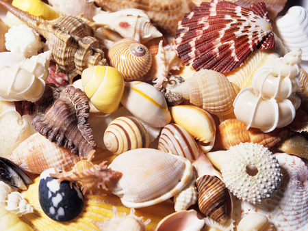 Sea Shells 2 - sea, shells, sand, animals