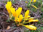 yellow crocus