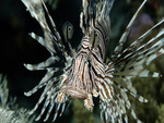 Lionfish