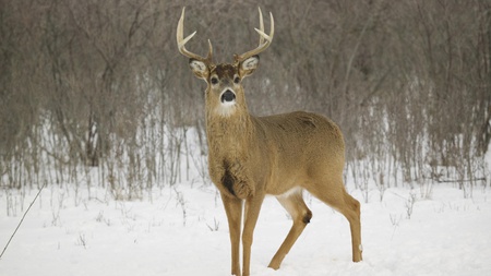 White Tail Buck - nature, buck, snow, beautiful, animal, winter, deer, white tail