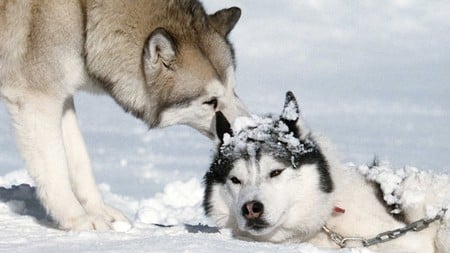 Can I help? - alaskan malamute, malamute, winter, lovely, siberian husky, snow, beautiful, dogs, husky, friendly