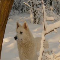 Snow Dog