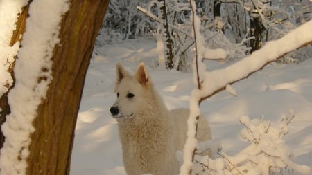 Snow Dog - winter, alert, beautiful, cold, snow, dog