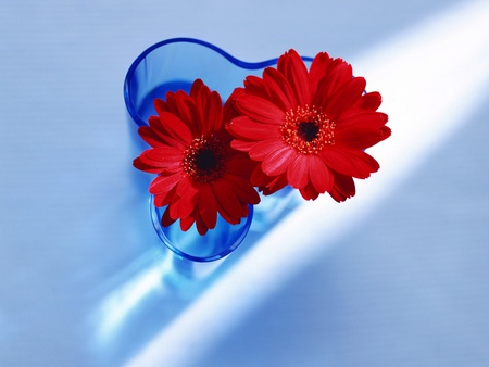 Red in Glass - nature, flowers, glass, red