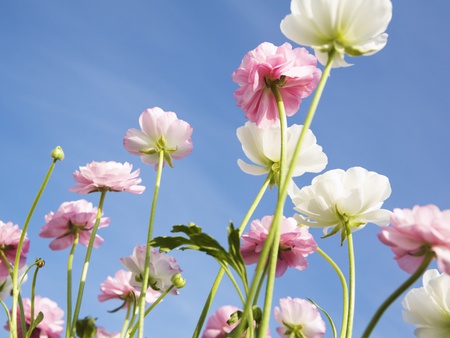 Spring Flowers and Blue Sky - nature, sky, white flowers, blue, flowers, pink flowers, spring