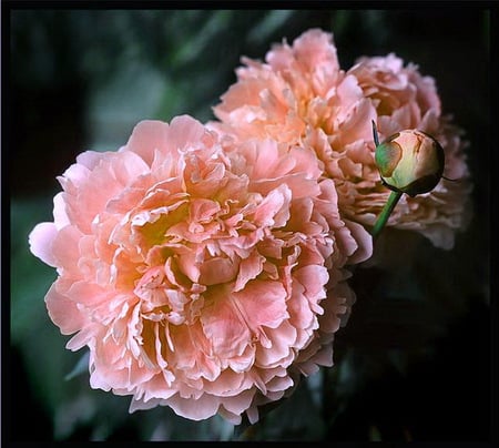 Birthday blooms - peonies, pink, birthday, blooms, green leaves