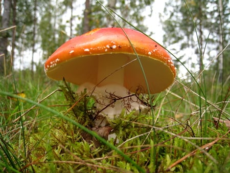 Fly Agaric - mushroom, sky, trees, forest grass