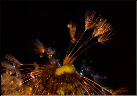 Beautiful - flower, dandelion, dew, water droplets, gold, wet