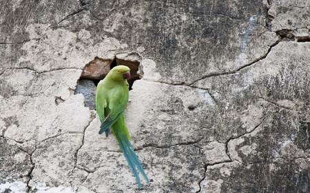 a parrot on the wall - house, animal, parrot, wall