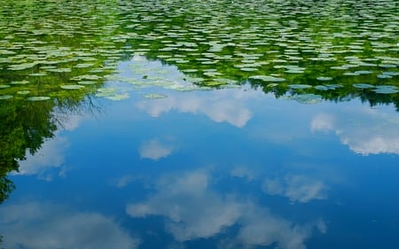 waterlilies - sky, lake, clouds, waterlily