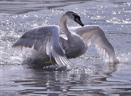 Bathing goose - bird, goose, beautiful, ocean, sparkling, bathing, sea, crisp, waves