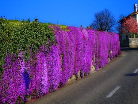 Wall of spring - driveway, purple, flowers, wall, vines, stone, cascades, green