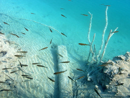 Crystal Clear Water - branches, ocean, water, azure, underwater, blue, log, fish, sand, sea