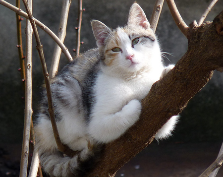 resting time - tree, resting, lovely, cat