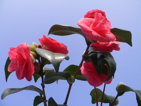 camelia - pink, beautiful, flowers, garden, camelia