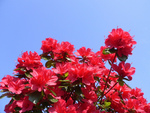 azaleas