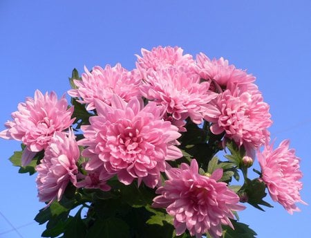 chrysanthemum - flowers, beautiful, garden, chrysanthemum, pink