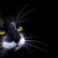 Kiti Cat