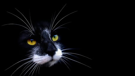 Kiti Cat - beauty, nice, cat face, hair, eyes, photography, black, other, yellow, color, cat, lovely, kitten, animal, sweet, colors, photo, fantastic