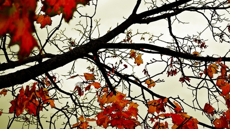 Colours of Fall - nature, leaf, red, autumn