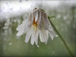 Camomile_rain.