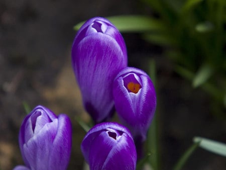 Purple_Crocus_Flowers - nature, nice, purple, flowers