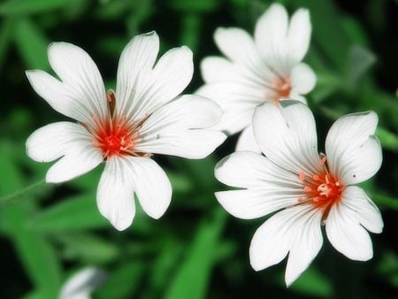 Flowers_beds - flowers, white, nature, beauty, flower