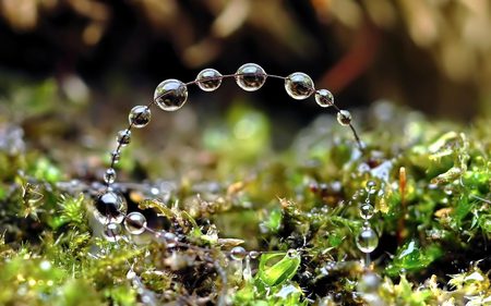 Beads_of_morning_dew - water, nature, photography, makro, beauty, moning