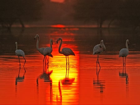 For Caramelie - flamingo, pink, water, sunset, birds