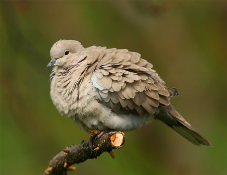 Collared-dove - dove, photography, animals, bird, birds