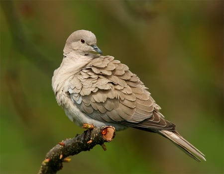 Collared-dove2 - dove, photography, animals, bird, birds