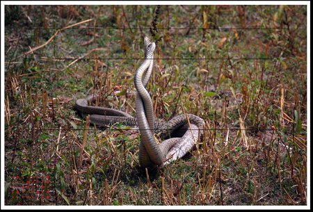 snakes - dangerous, love, couple, snakes