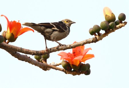 bird - green, brown, flowers, birds