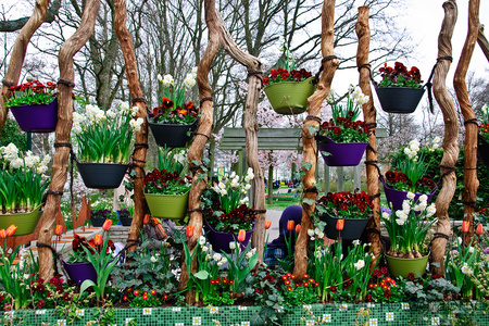 flower pots - netherlands, flowers, spring, pots